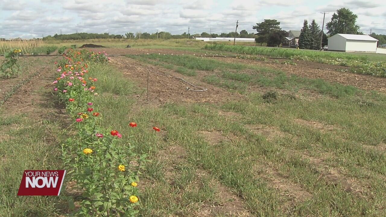 Garden of Hope project providing skills for local women in recovery